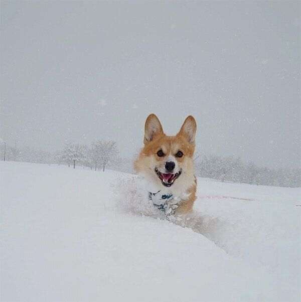 雪の中を走るぶんたくん