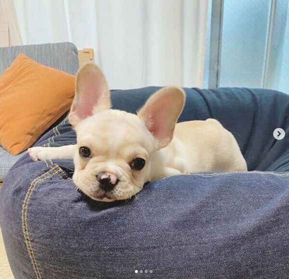 「人をダメにするソファ」でくつろぐみたらしくん