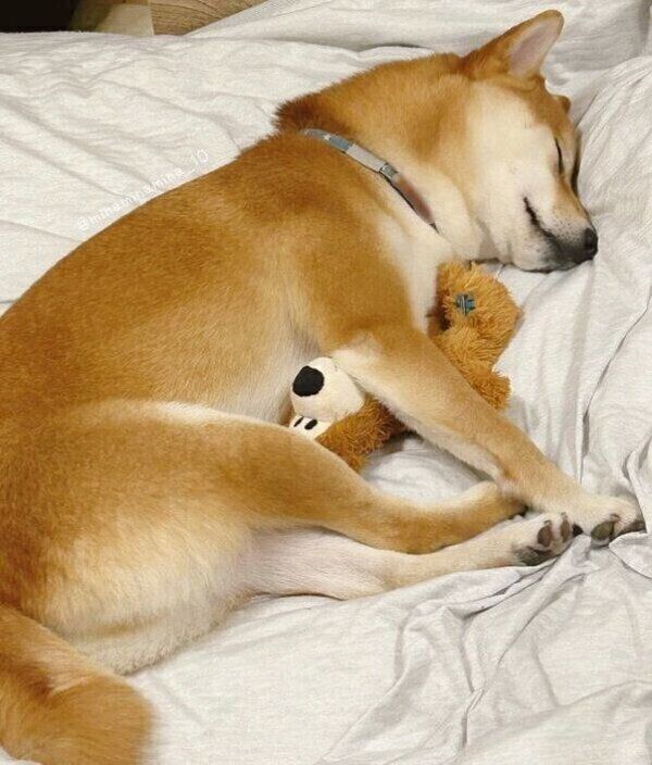 ぬいぐるみの「くまさん」と一緒に眠るみなとくん