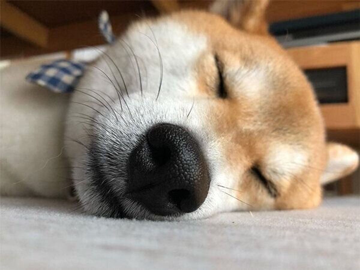 ママさんから靴下を奪った柴犬 取り返そうとしたら 最高の表情 でドヤる いぬのきもちweb Magazine ママさんから靴下を奪った柴犬 取り返そうとしたら 最高の表情 でドヤる いぬのきもちweb Magazine