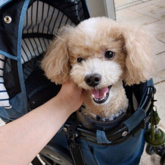 なでなでされるトイ・プードル