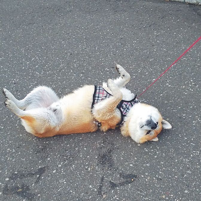 写真提供／K.F.さん　ぶん太くん