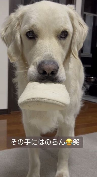 飼い主さんにスリッパを見せびらかすルークくん