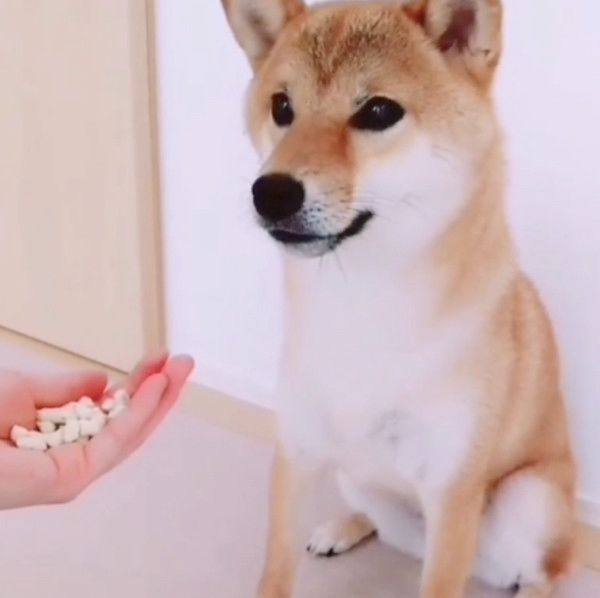 おやつを当てる柴犬