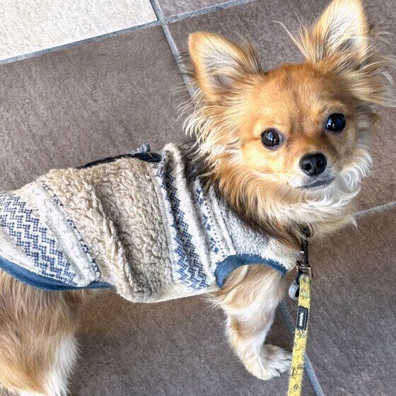 お散歩中にアイコンタクトをするワンちゃん