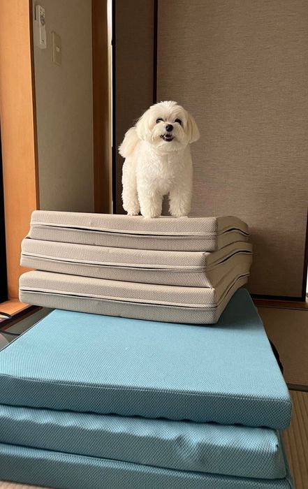 登り切ったくぅちゃん