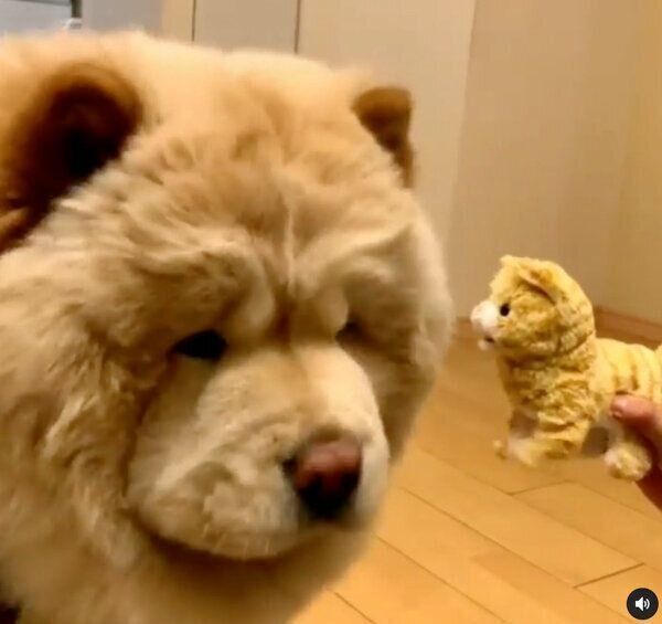おもちゃを見つめるくり蔵くん