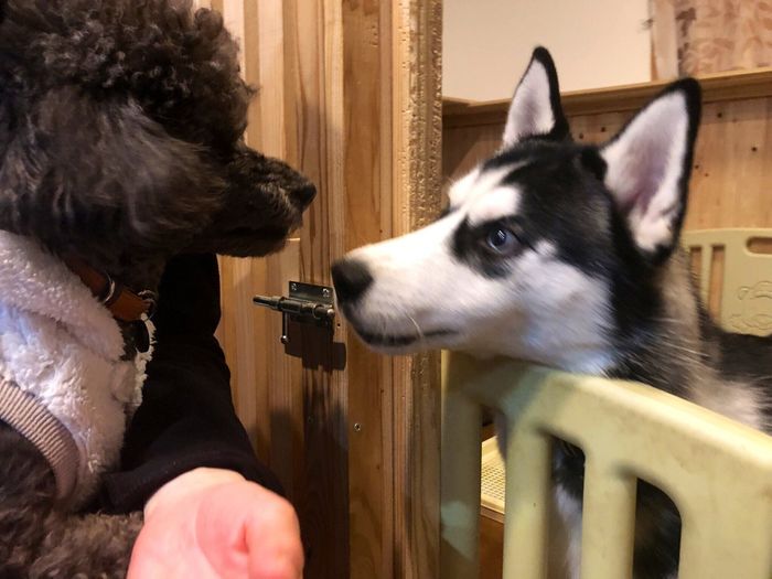 先住犬・ベルくんとナイトくん