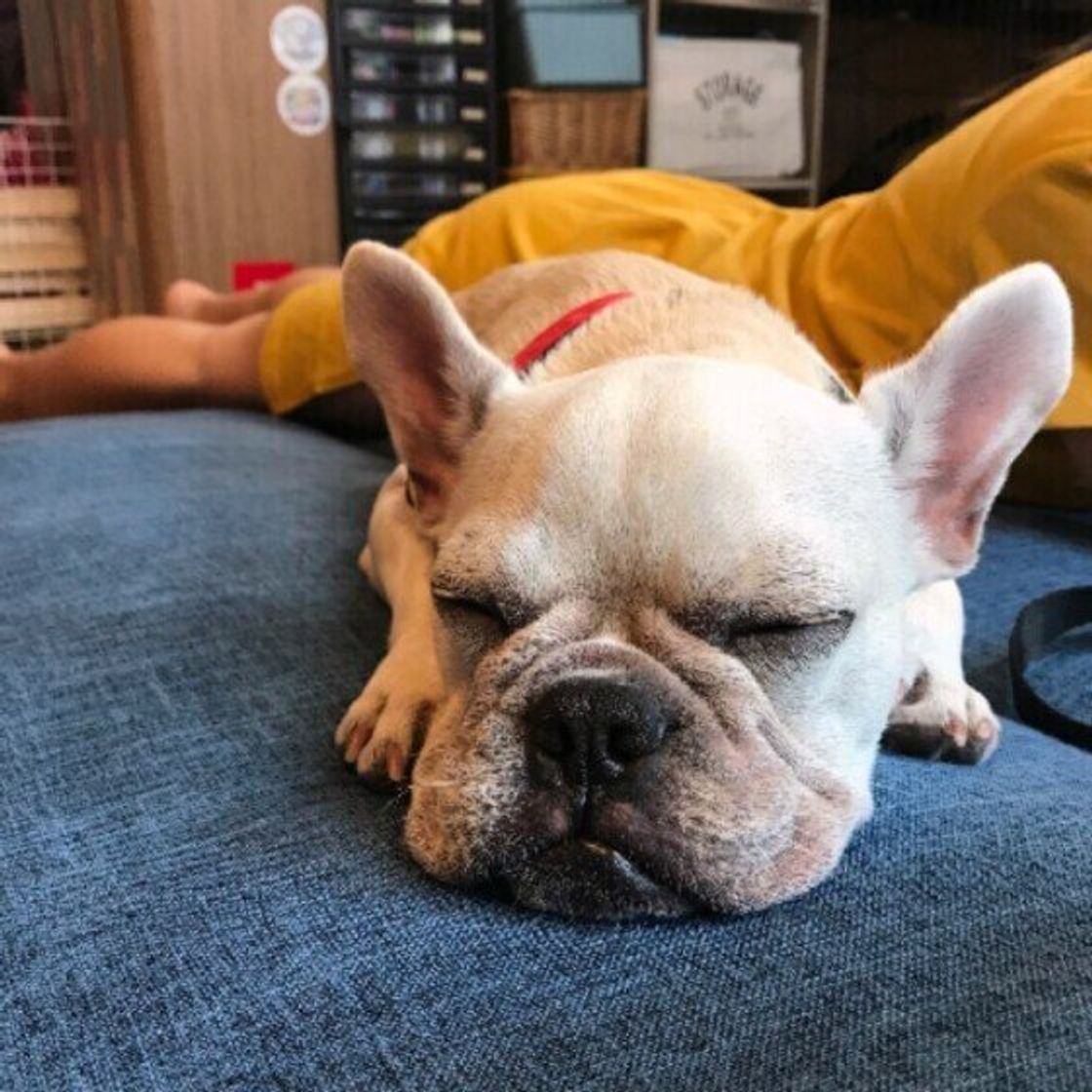 熱中症対策で逆に不調に 犬の 冷房病 対策法を獣医師が解説 いぬのきもちweb Magazine 熱中症対策で逆に不調に 犬の 冷房病 対策法を獣医師が解説 いぬのきもちweb Magazine