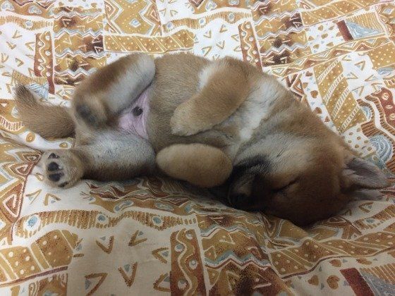 眠る柴犬