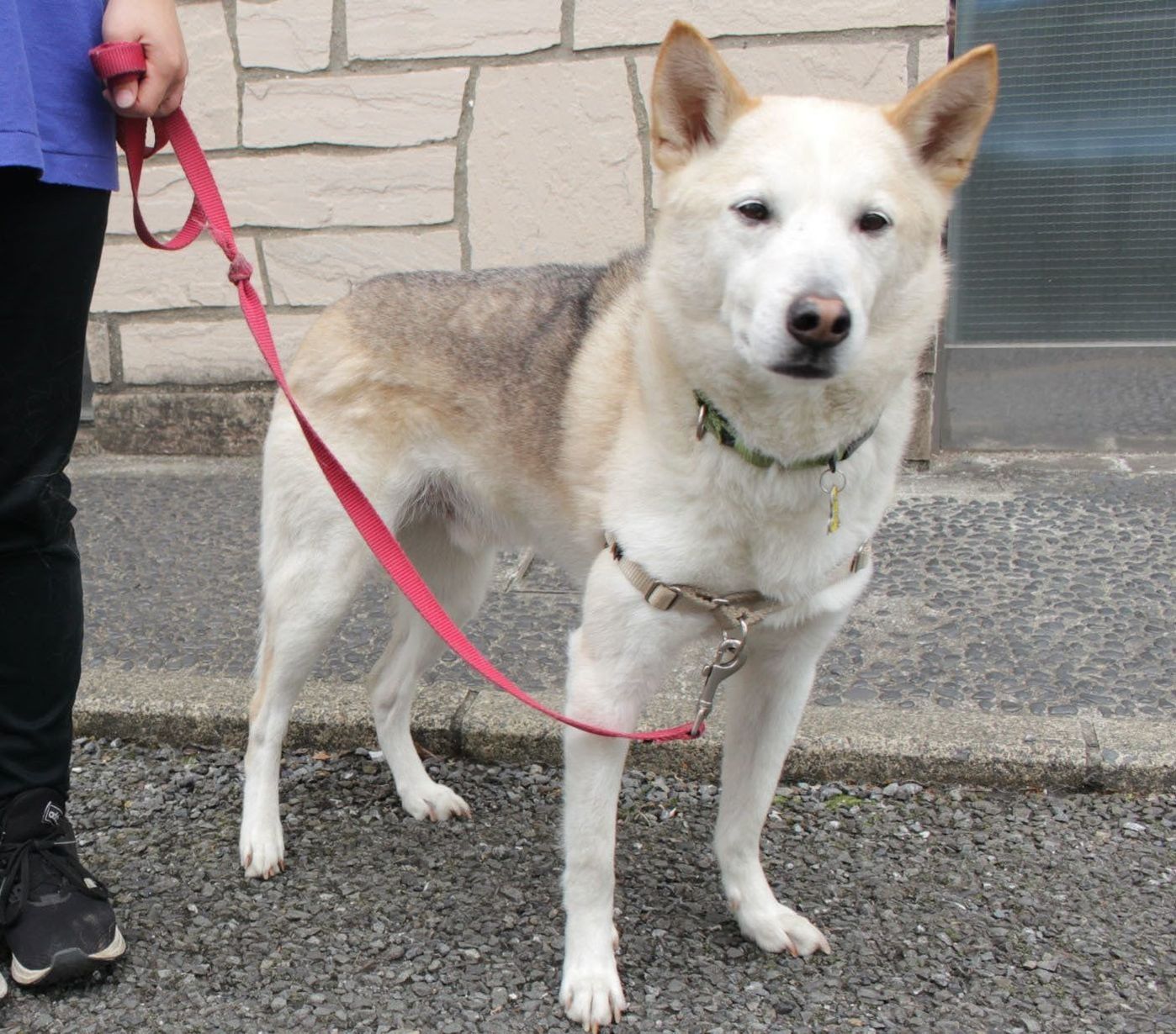 犬が引っ張るから 胴輪 は逆効果 連載 西川文二の 犬ってホントは Vol 25 いぬのきもちweb Magazine 犬が引っ張るから 胴輪 は逆効果 連載 西川文二の 犬ってホントは Vol 25 いぬのきもちweb Magazine
