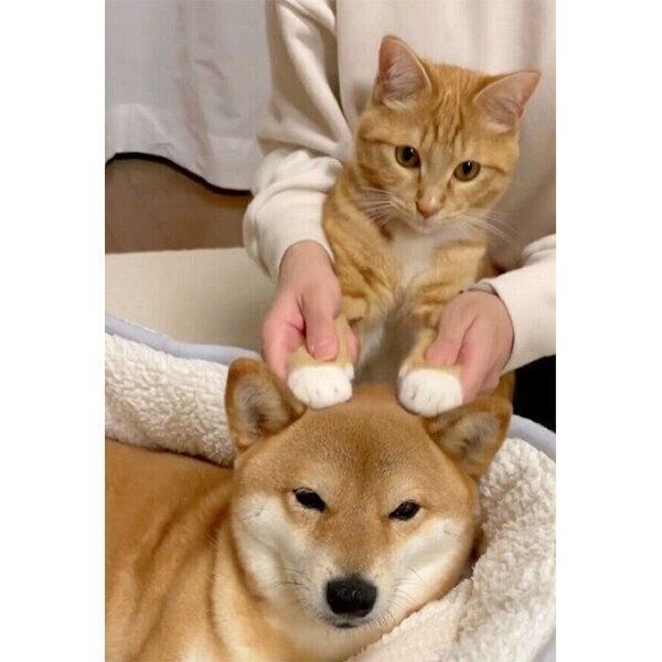 仲良しなぷくちゃんとりんくん