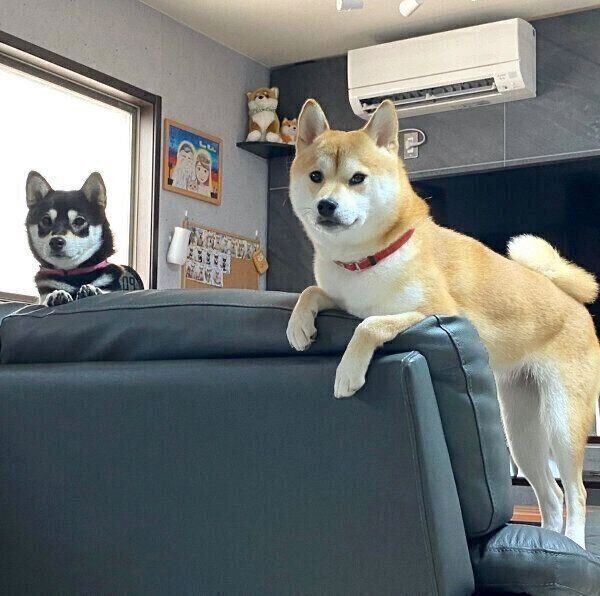 ガン見してくる豆ちゃん、小豆ちゃん