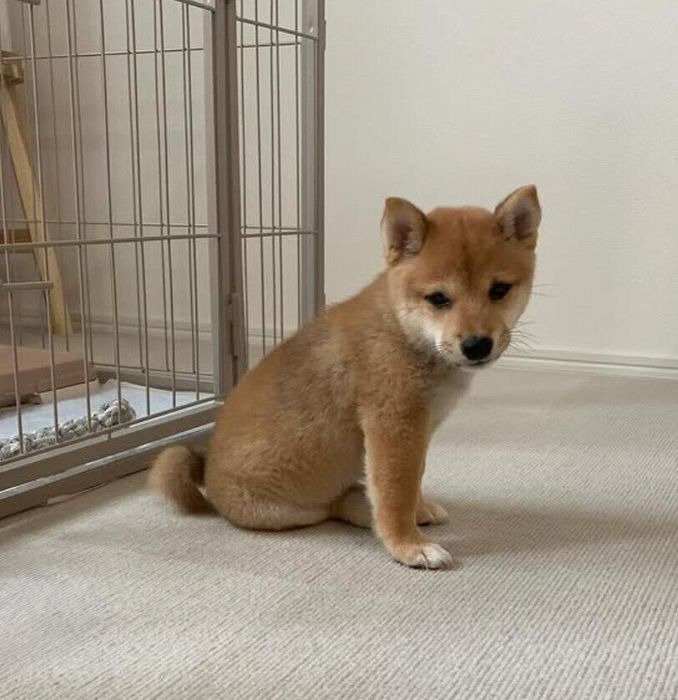 生後2カ月の柴犬