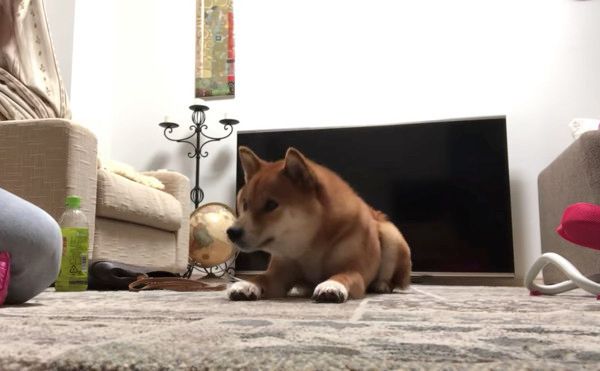 こんにちはの練習をする柴犬