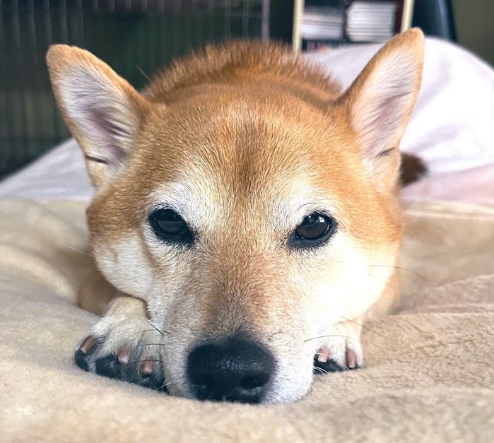 見つめるむぎちゃん