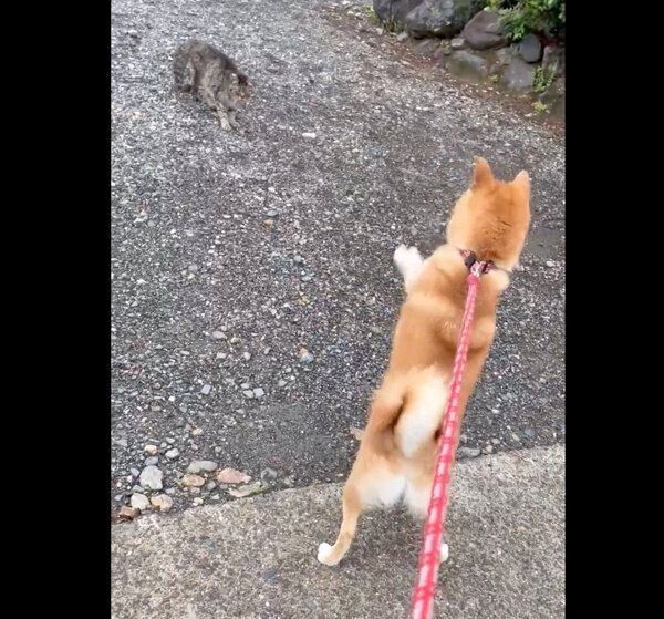 猫を見つけて「おいで」ポーズをするチロちゃん