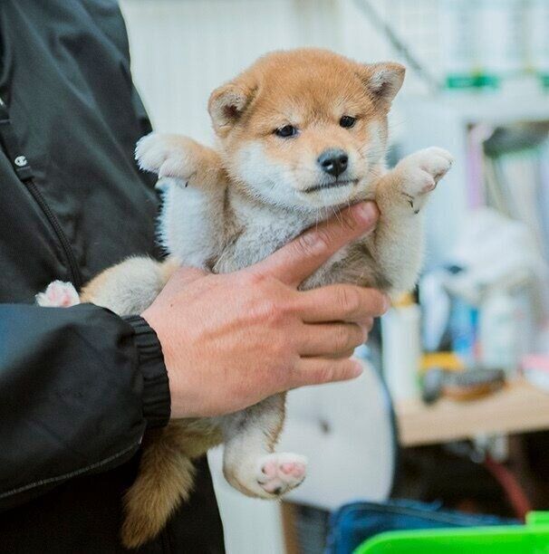 お迎え初日のテルオくん