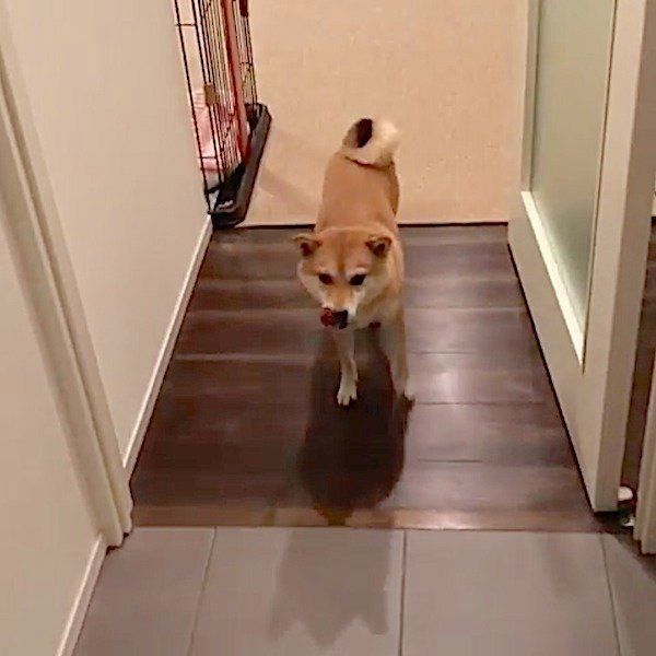 フローリングの歩き方が特殊な柴犬