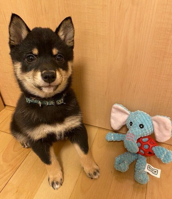 友達にもらったおもちゃがお気に入りなごまちゃん