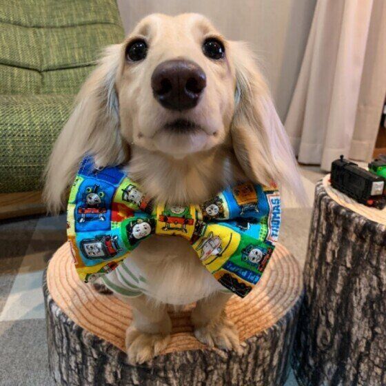 記念日をお祝いしてもらうミニチュア・ダックスフンド