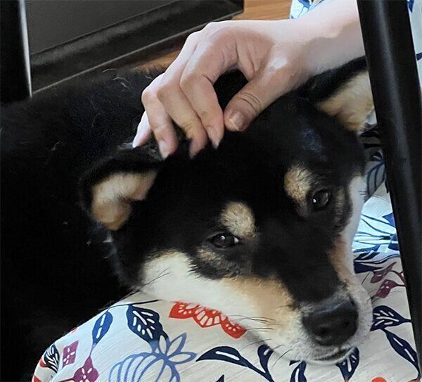 甘えるすみくん