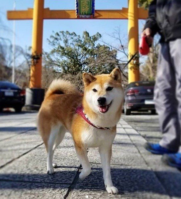 鳥居の前の柴犬