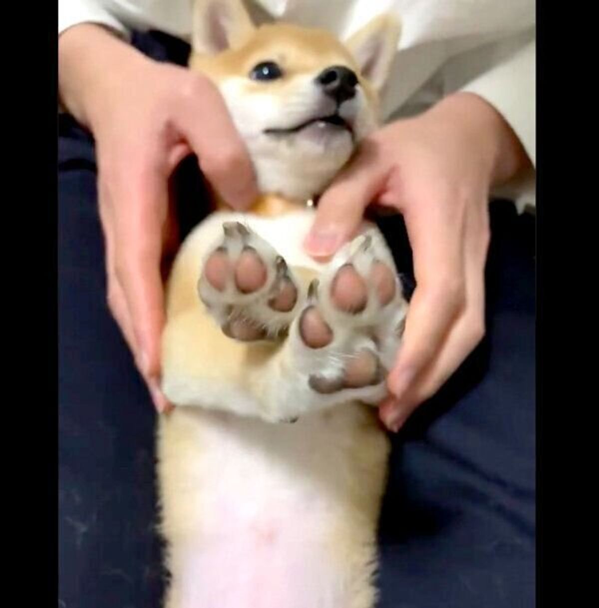 飼い主が笑うたびに スーパーマン になる豆柴 可愛すぎる光景の舞台裏とは いぬのきもちweb Magazine 飼い主が笑うたびに スーパーマン になる豆柴 可愛すぎる光景の舞台裏とは いぬのきもちweb Magazine