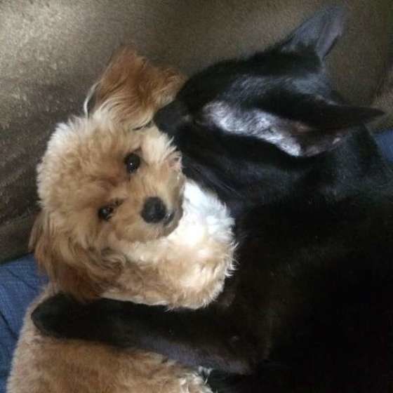 トイ・プードルのシェリちゃん