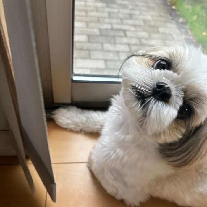 キュートなしずくちゃん