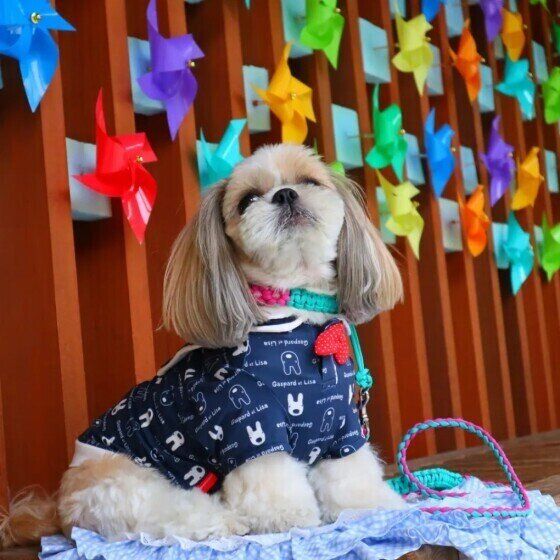 カラフルな風車の前で記念撮影をするシー・ズー