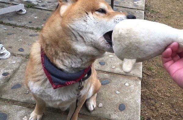 ぬいぐるみで遊ぶ柴犬