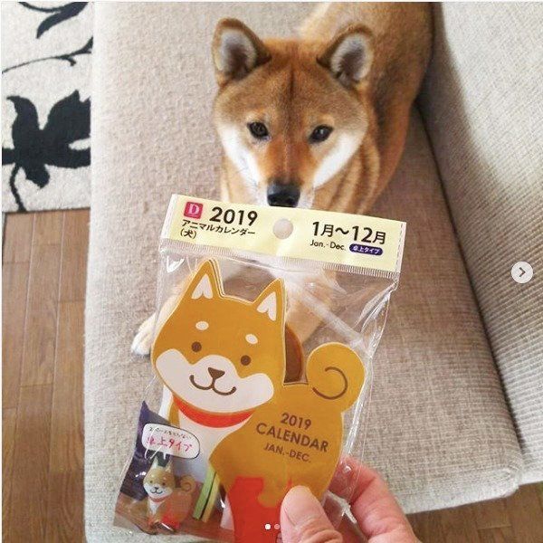柴犬とカレンダー