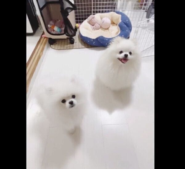 オスワリの練習をするあんにんくんと、できるアピールをするおこめくん