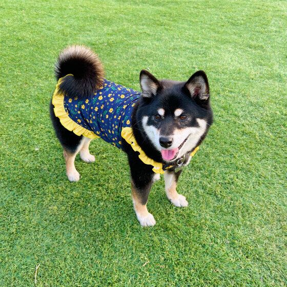 ドッグランを楽しむラガーちゃん