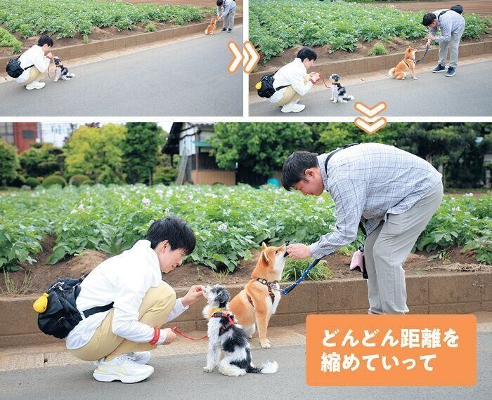 背中を向け合う犬