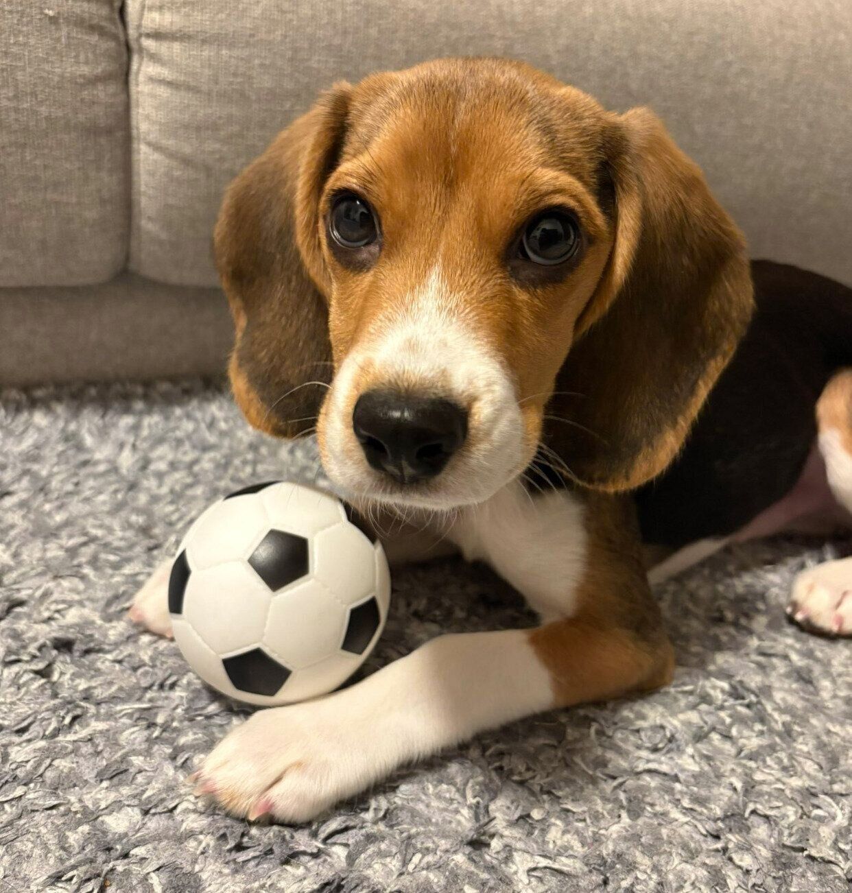 ボールでぽぴいくん