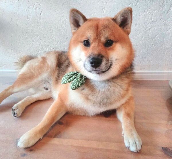 見つめるおにぎりくん