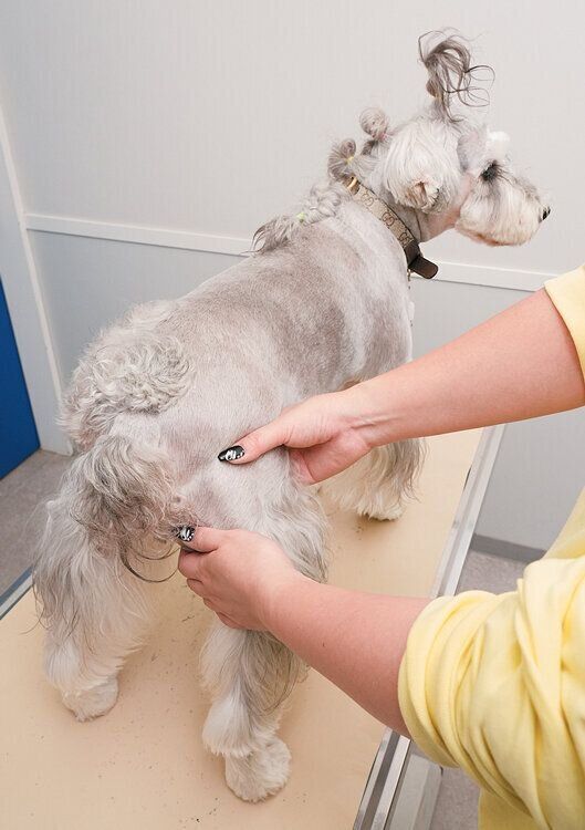 犬の心拍数の数え方