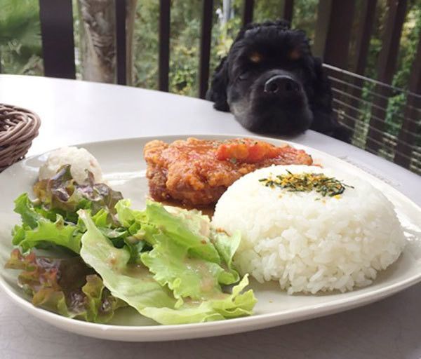 ごはんを見つめるアメリカン・コッカー・スパニエル