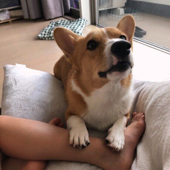 飼い主さんのニオイを嗅ぐウェルシュ・コーギー・ペンブローク