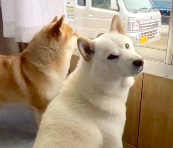 お顔を元の位置に戻したみかんちゃん