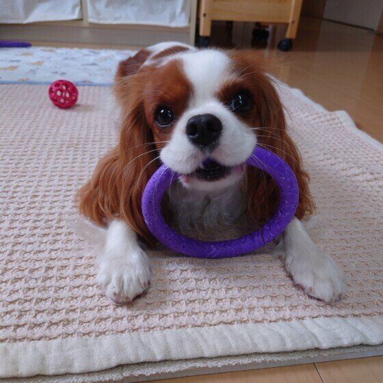 キャバリア・キング・チャールズ・スパニエルのベルちゃん