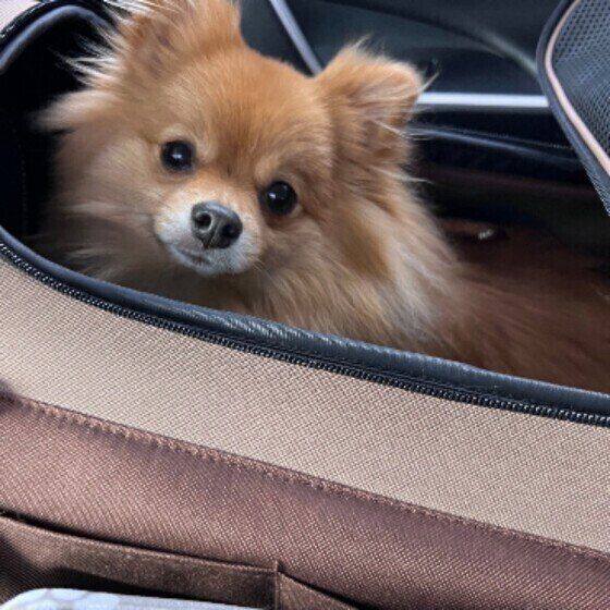 ドライブに行くルルちゃん（ポメラニアン）