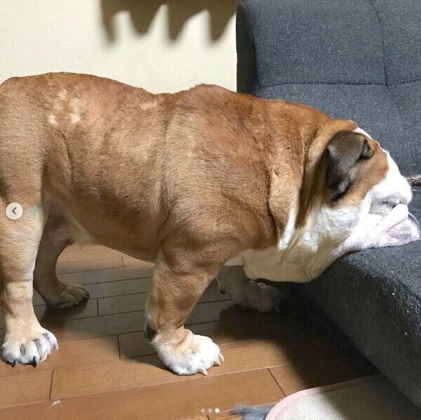 立ったまま眠るぶるおくん