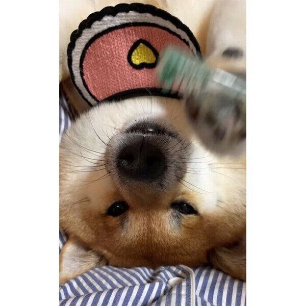 歯磨きを拒否するむーちゃん