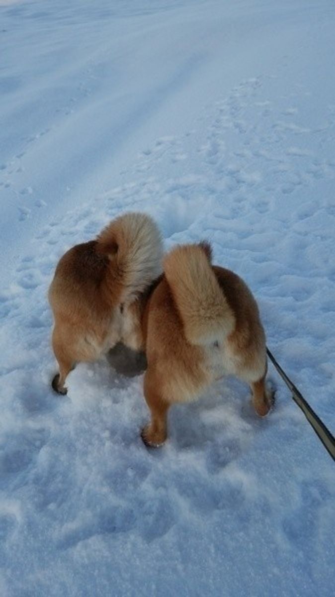 ホリホリは野性時代の名残 犬の穴掘り行動に隠されたヒミツとは いぬのきもちweb Magazine ホリホリは野性時代の名残 犬の穴掘り行動に隠されたヒミツとは いぬのきもちweb Magazine