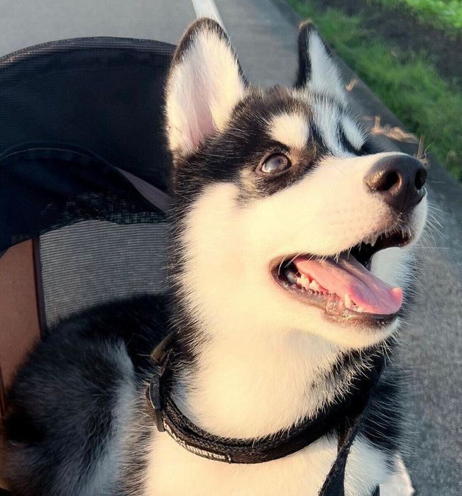 外の世界を感じるヒースくん