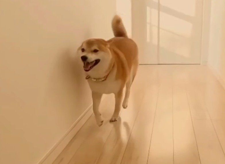 廊下を走る犬