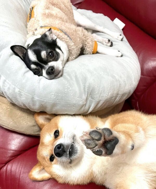 くつろぐあずきちゃんといくらちゃん